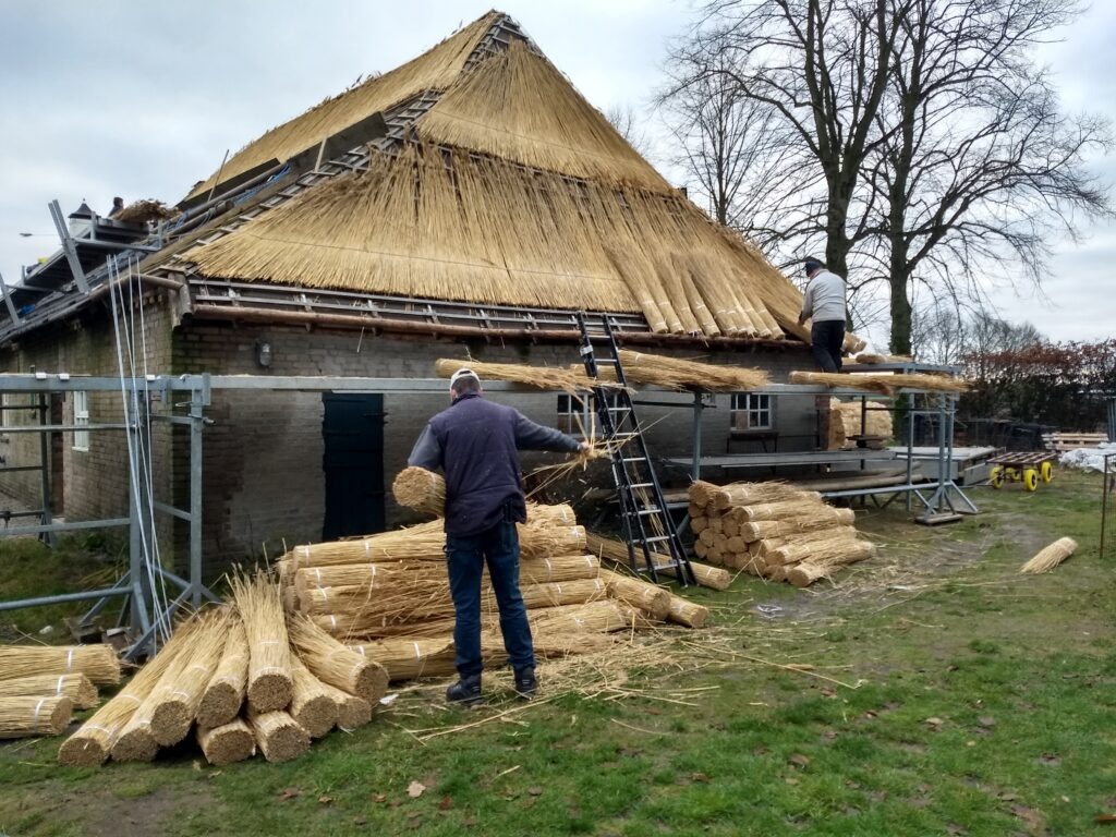 Boerderij de Voort | ecologische verbouwing rieten dak in de Kempen