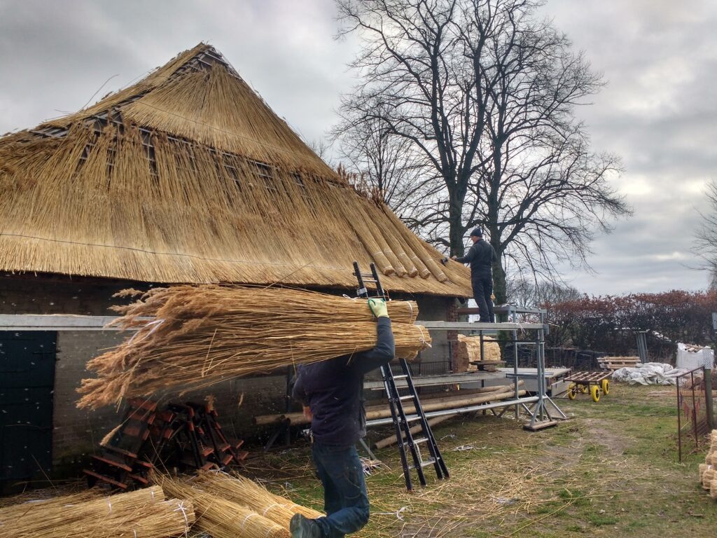 Boerderij de Voort | ecologische verbouwing rieten dak in de Kempen